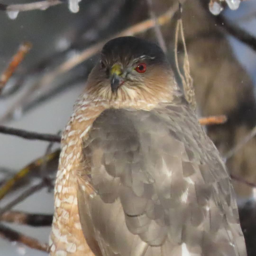 Sharp-shinned Hawk - ML396497351