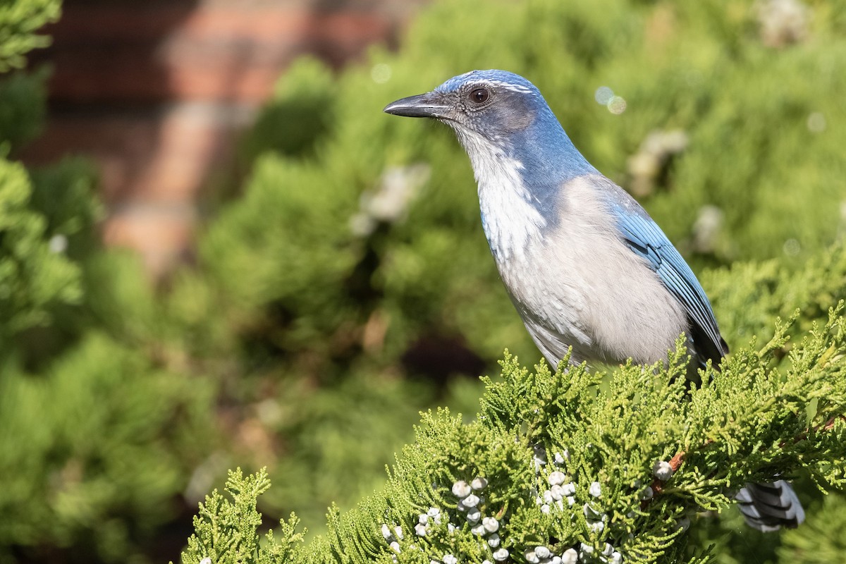 California Scrub-Jay - Oscar Wainwright