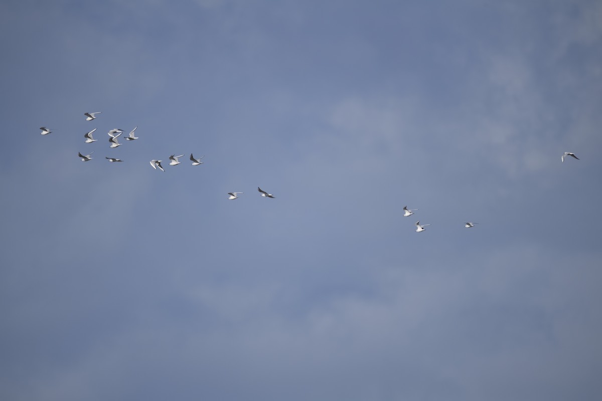 Bonaparte's Gull - ML396498881