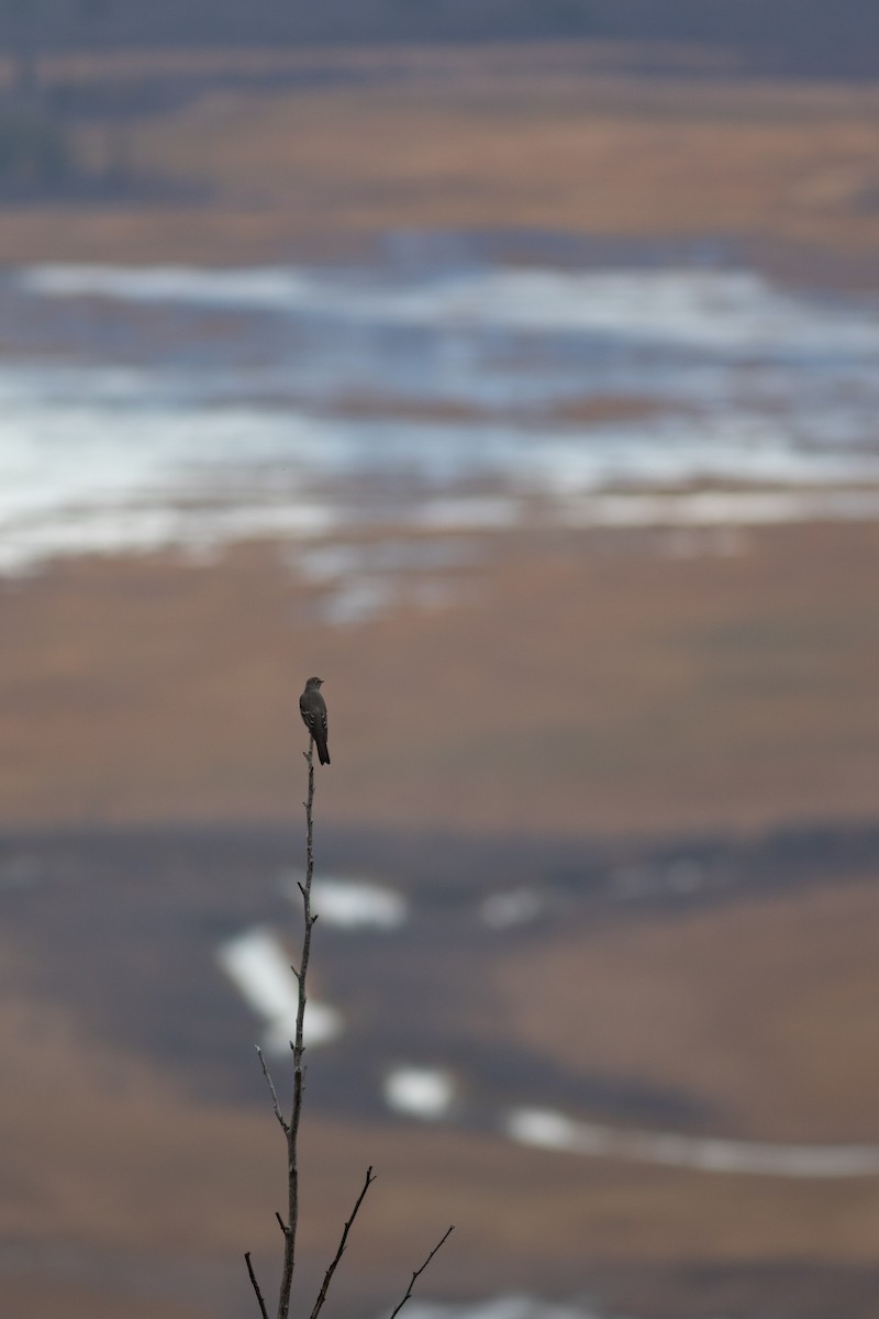 Townsend's Solitaire - ML396499921