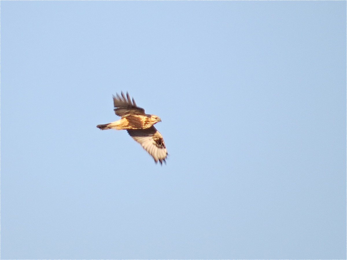 Rough-legged Hawk - ML39650051