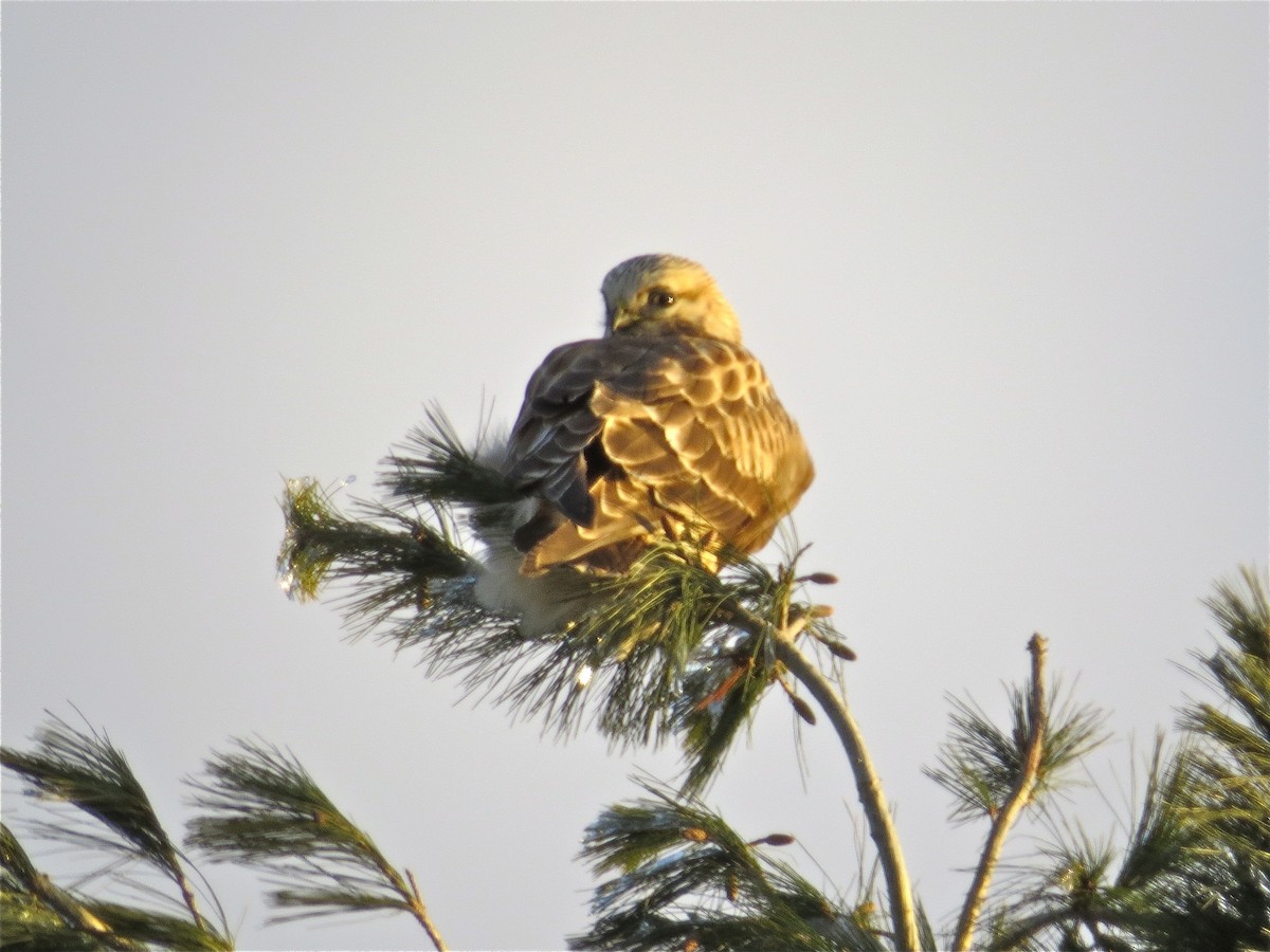 Rough-legged Hawk - ML39650071