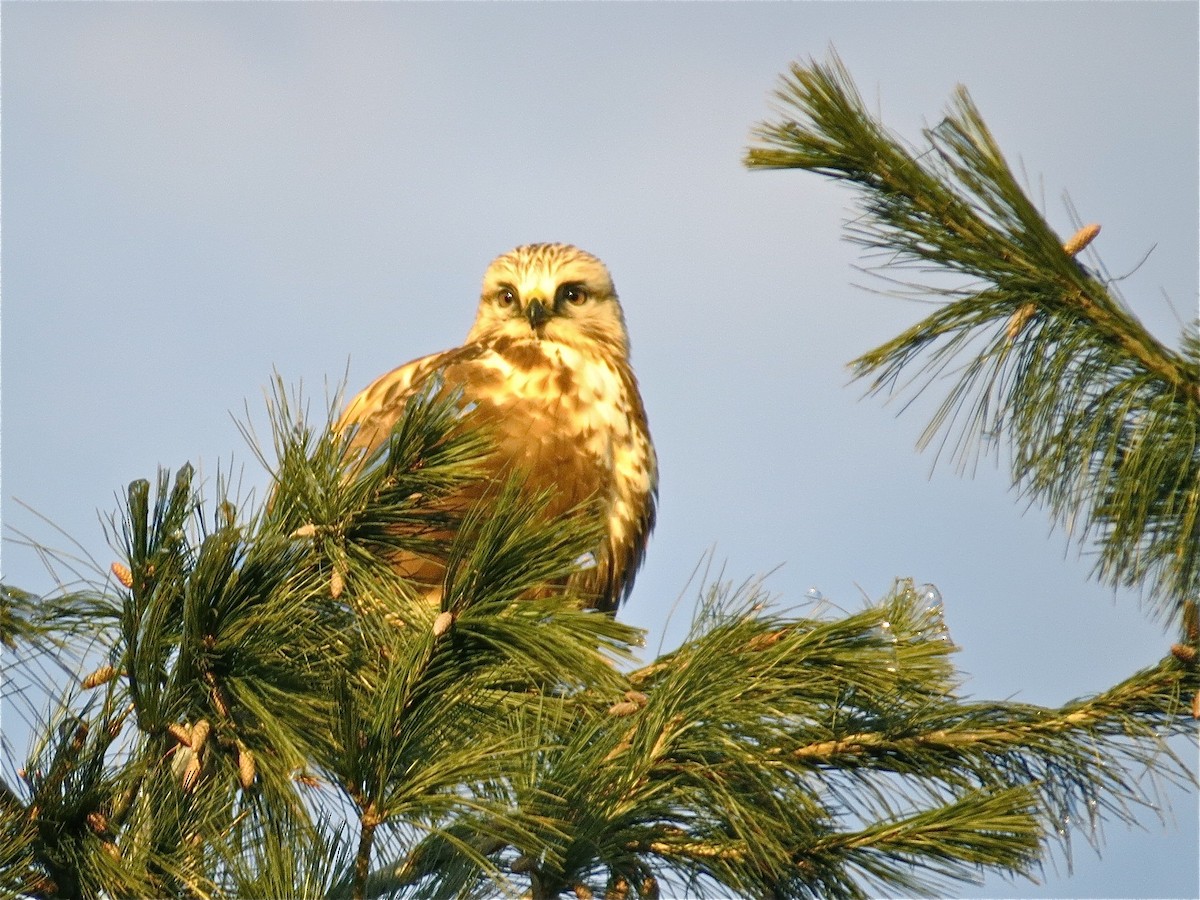 Rough-legged Hawk - ML39650091