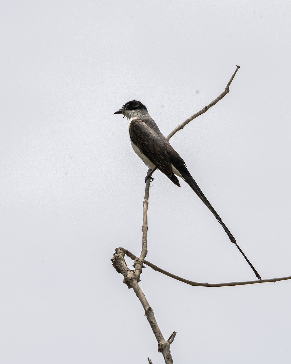 Fork-tailed Flycatcher - Fisher Chavez - COAP-CUSCO Tunkiwasi lodge.