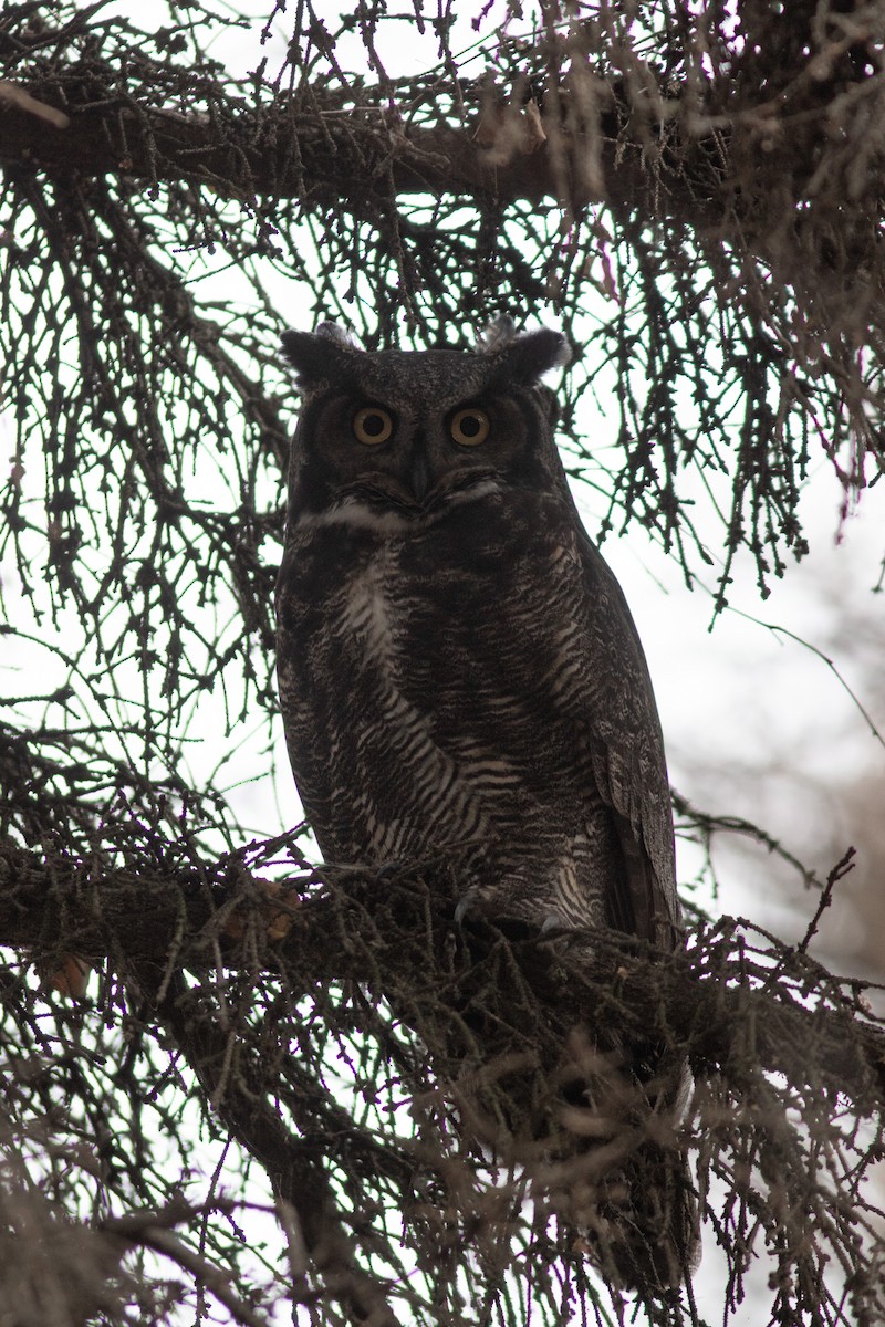 Great Horned Owl - Justin Saunders