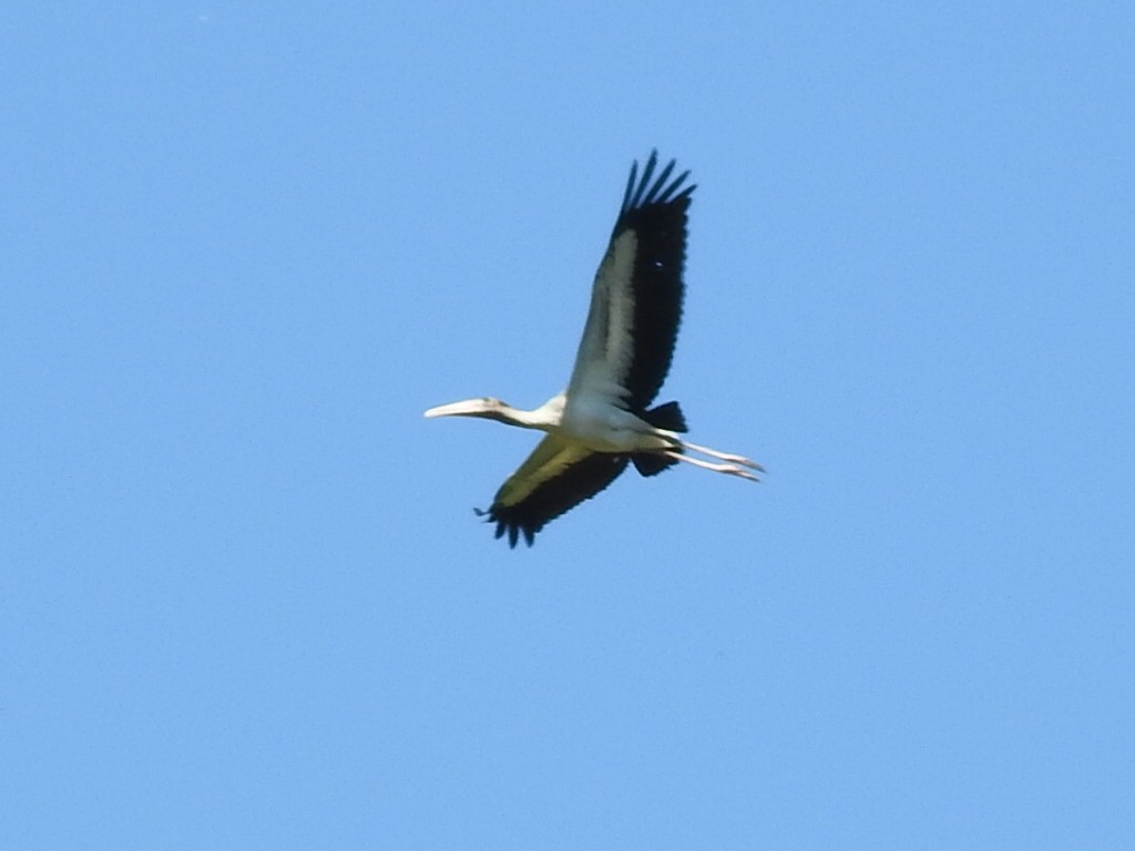 Wood Stork - ML396502351