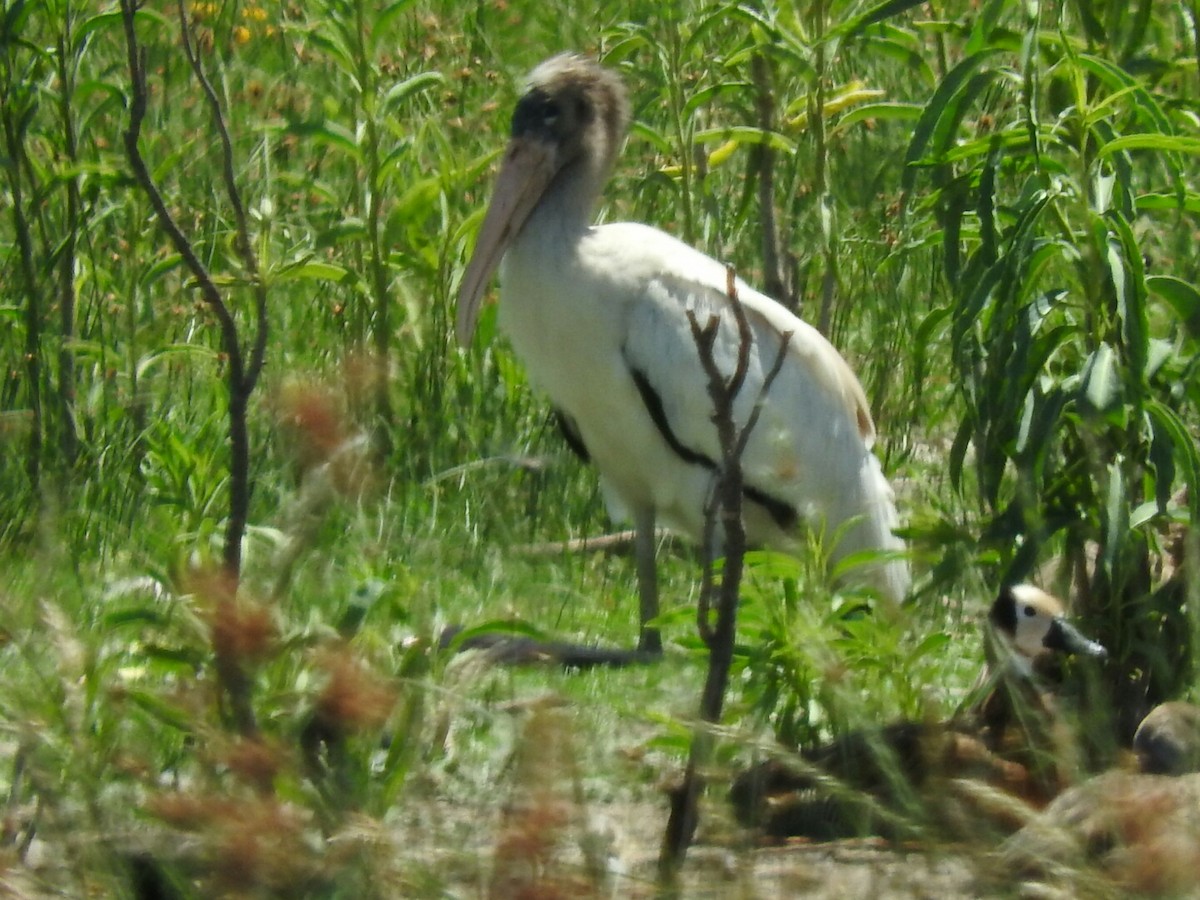 Wood Stork - ML396502361