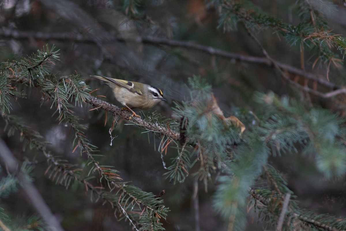 Golden-crowned Kinglet - Justin Saunders