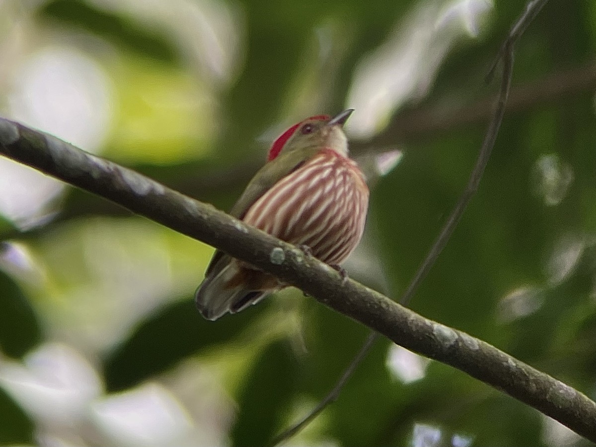 Striolated Manakin - Lisa Carol Wolf