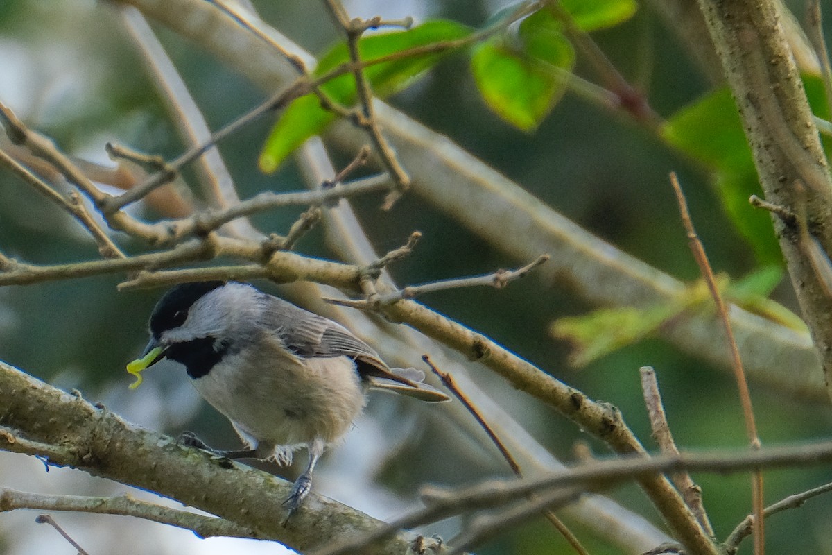 Carolina Chickadee - ML396504281