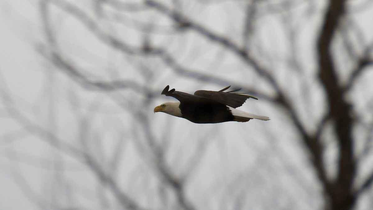 Bald Eagle - ML396504781