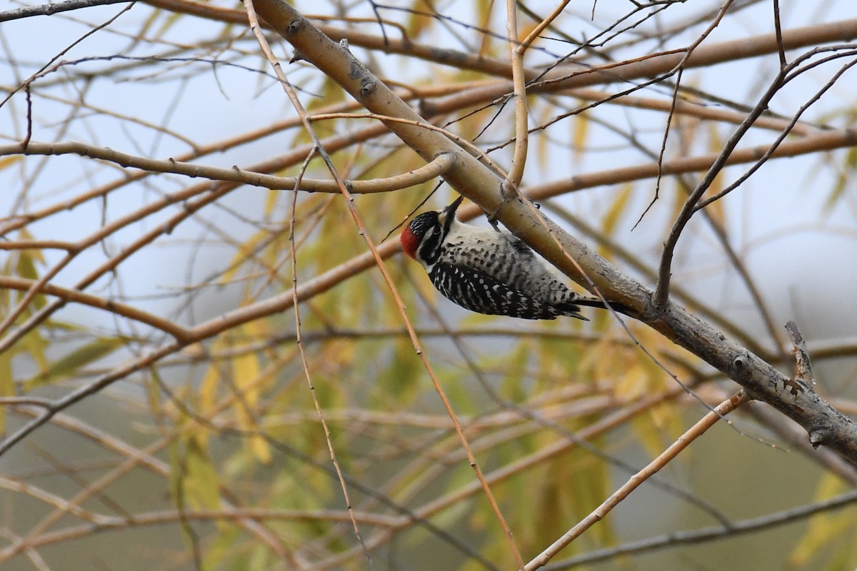 Nuttall's Woodpecker - ML396505201