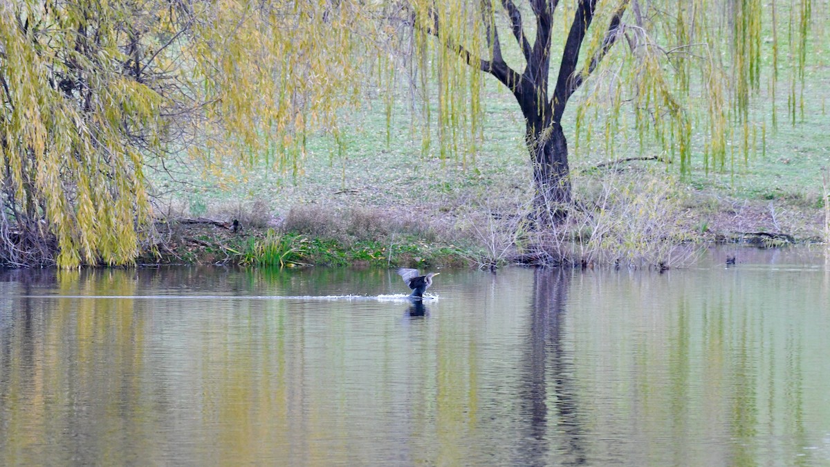 Double-crested Cormorant - ML396505721