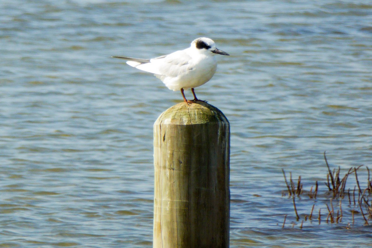 Forster's Tern - 🦆 Dan Pittenger 🦆