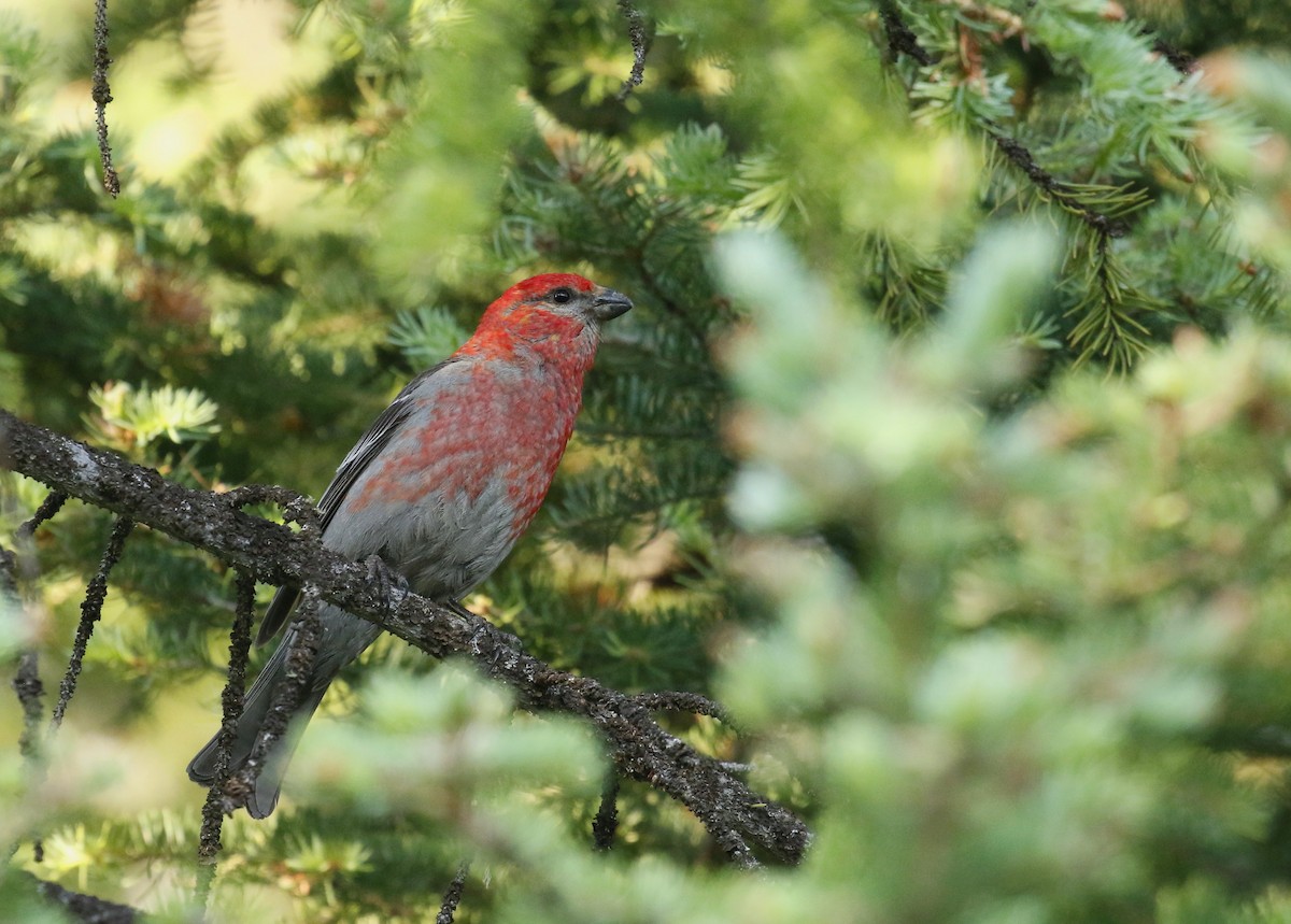 Pine Grosbeak - ML396507661