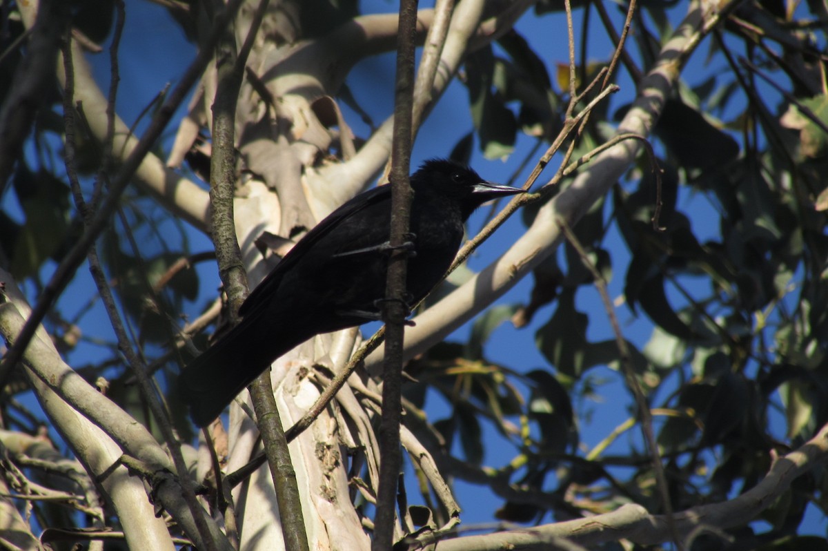 Austral Blackbird - ML396508461