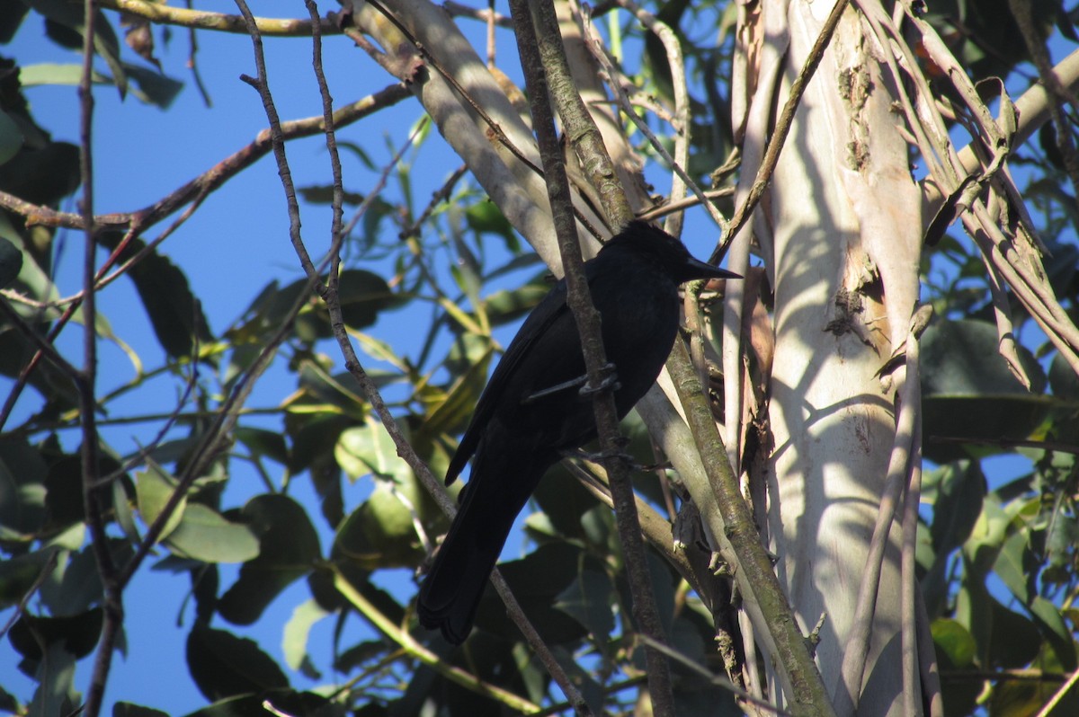 Austral Blackbird - ML396508501