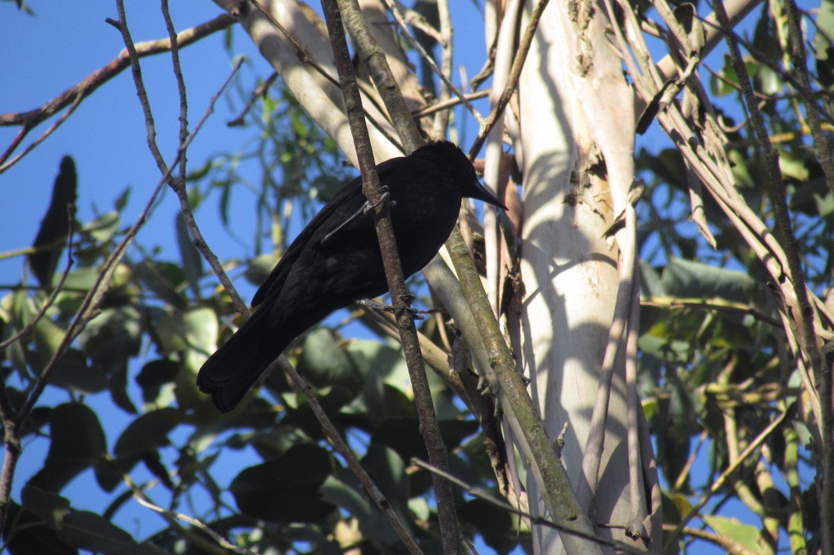 Austral Blackbird - ML396508511