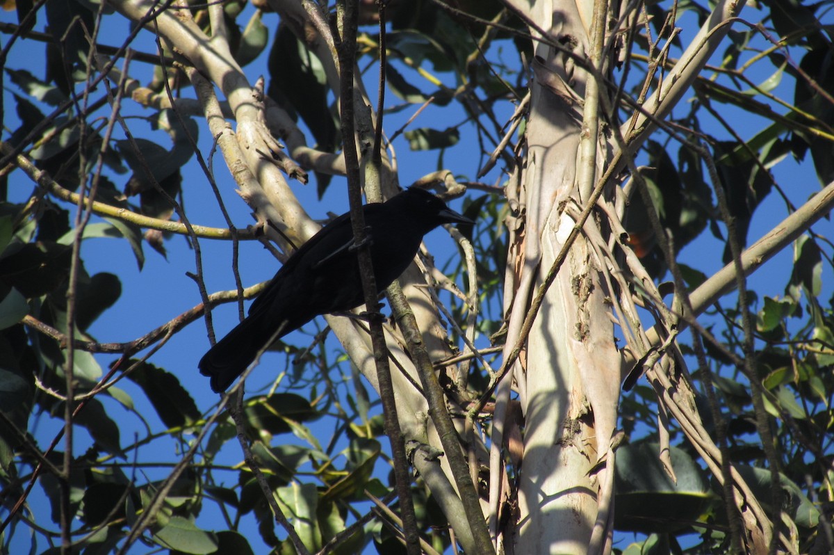 Austral Blackbird - ML396508521