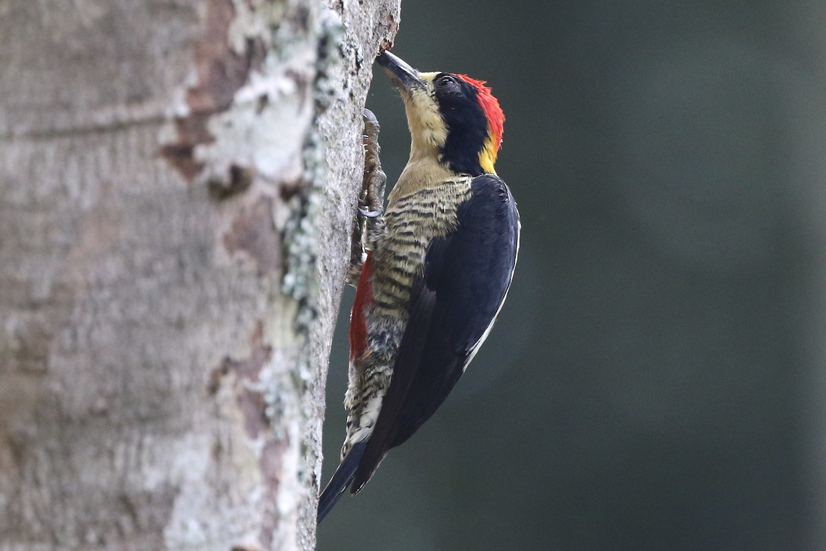 Beautiful Woodpecker - Lisa Carol Wolf