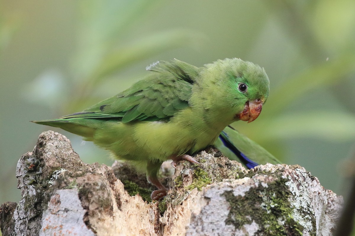Spectacled Parrotlet - Lisa Carol Wolf