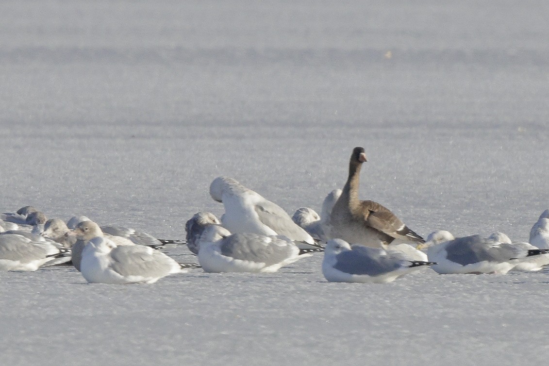 Greater White-fronted Goose - ML396514231