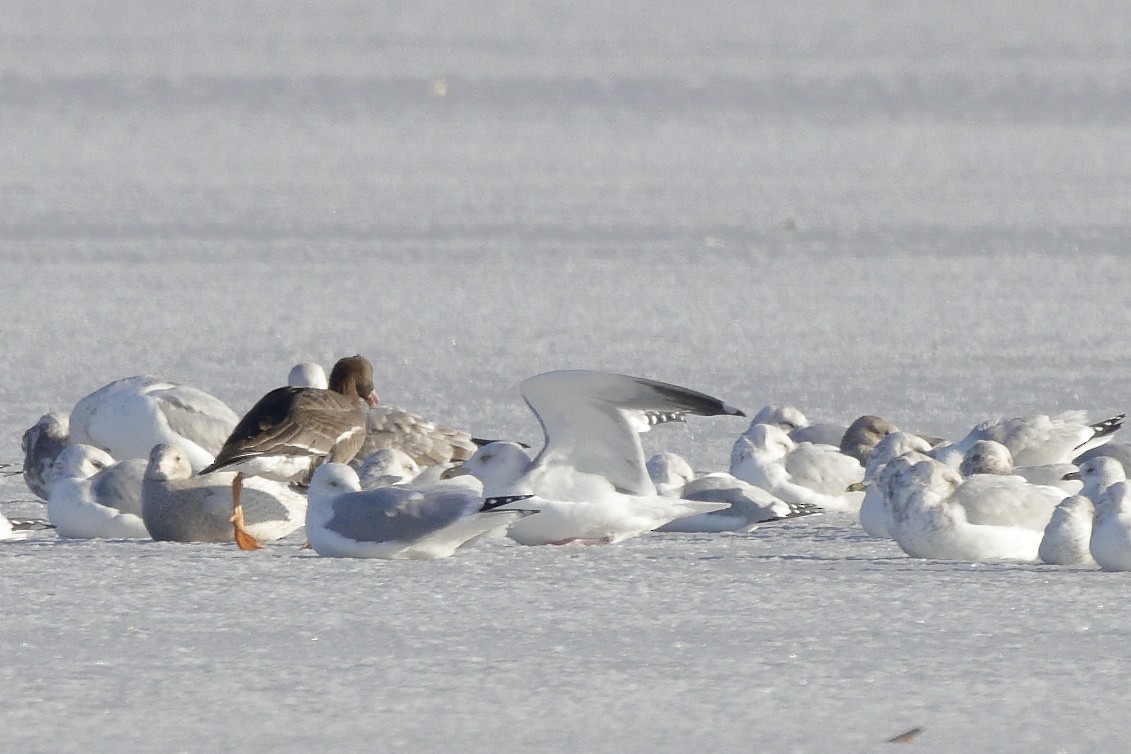 Greater White-fronted Goose - ML396514241