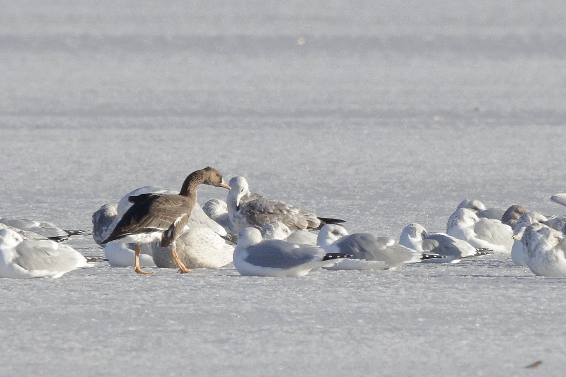 Greater White-fronted Goose - ML396514251