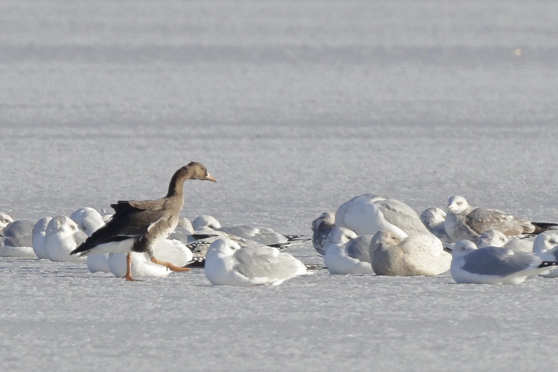 Greater White-fronted Goose - ML396514261