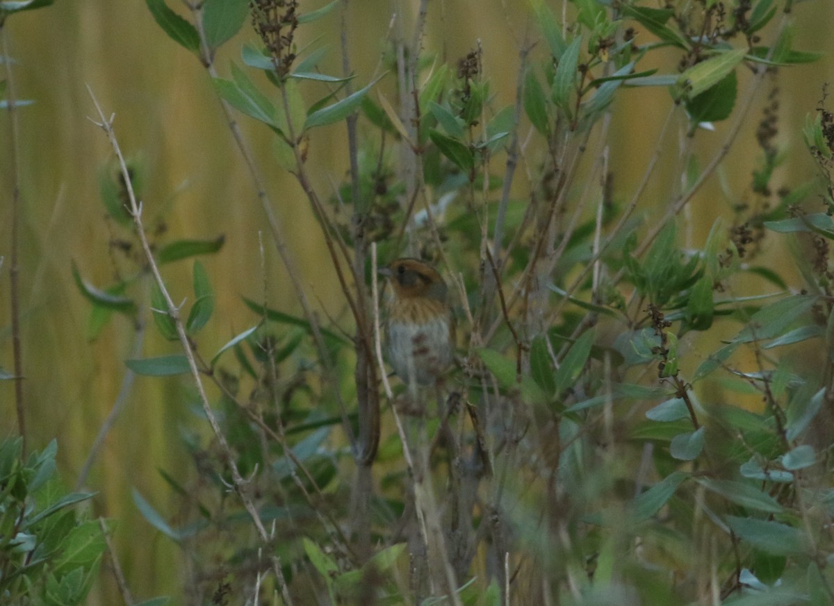 Nelson's Sparrow (Interior) - ML396514981