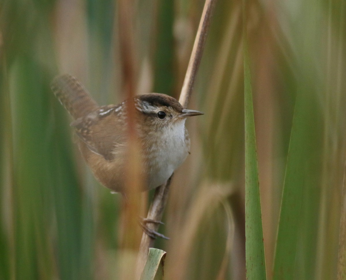 ハシナガヌマミソサザイ（palustris グループ） - ML396515711