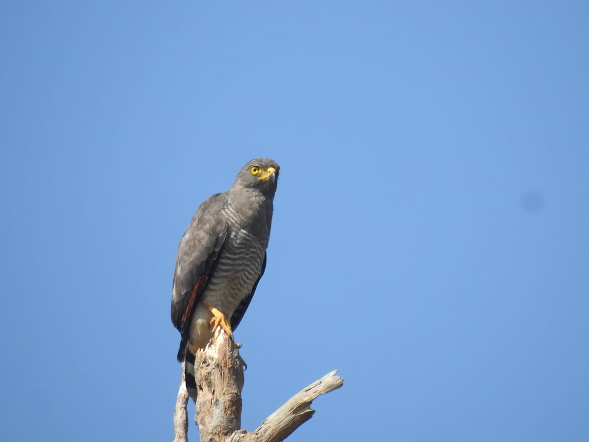 Roadside Hawk - ML396517471