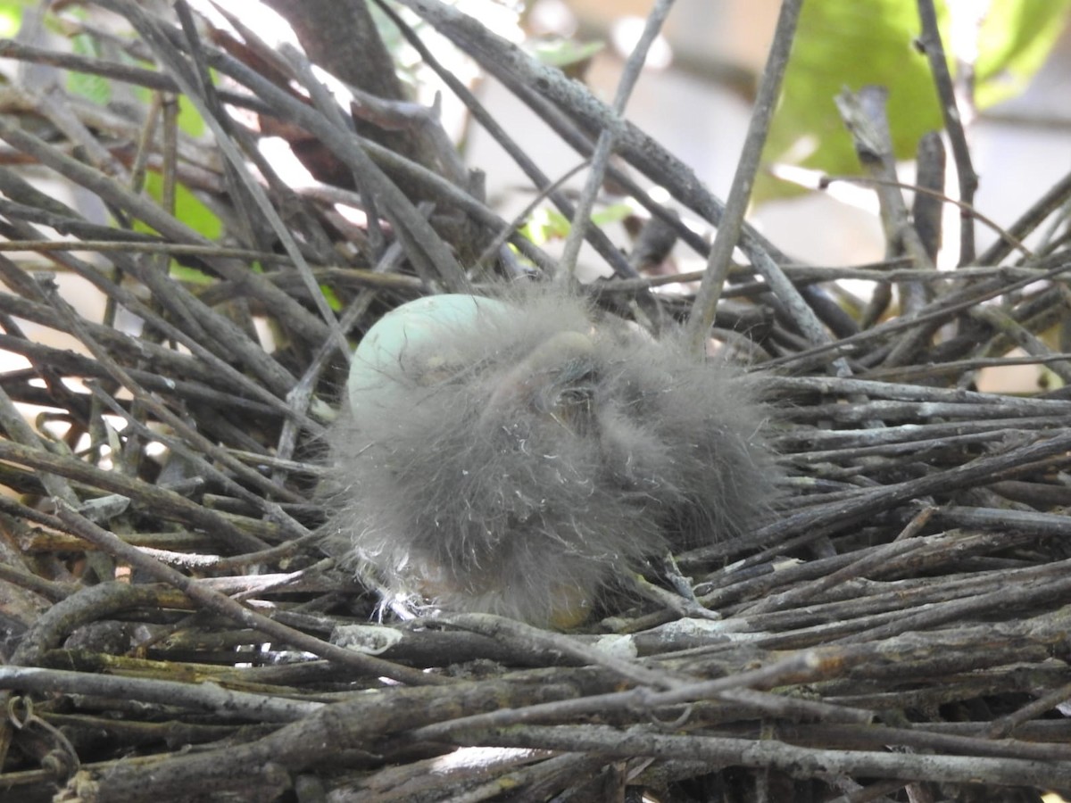 Striated Heron - ML396518901