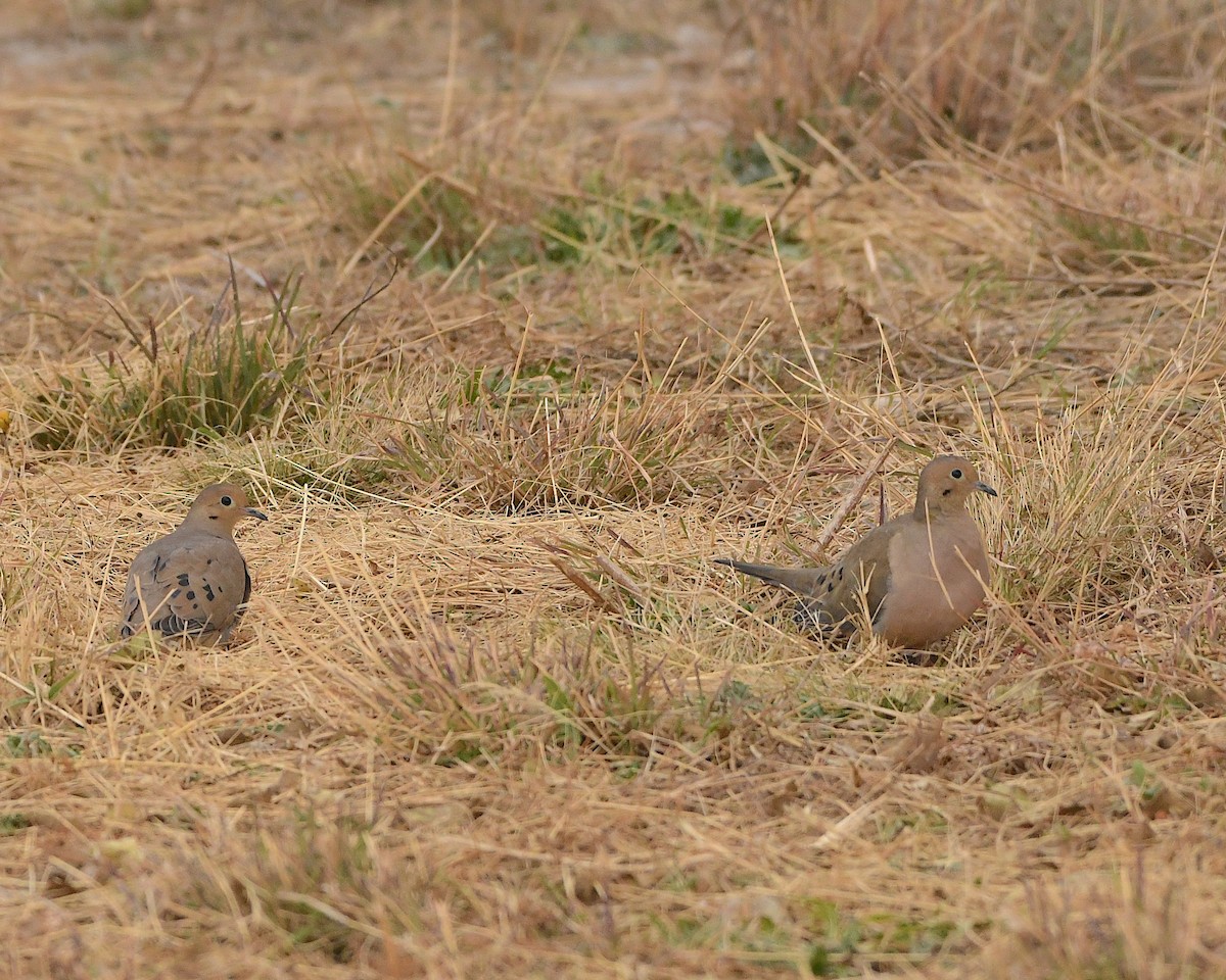 Mourning Dove - Ted Wolff