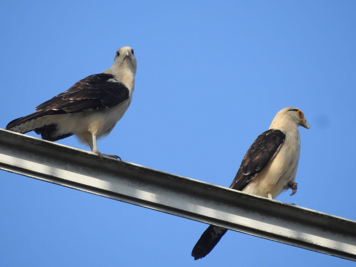 Yellow-headed Caracara - ML396519131