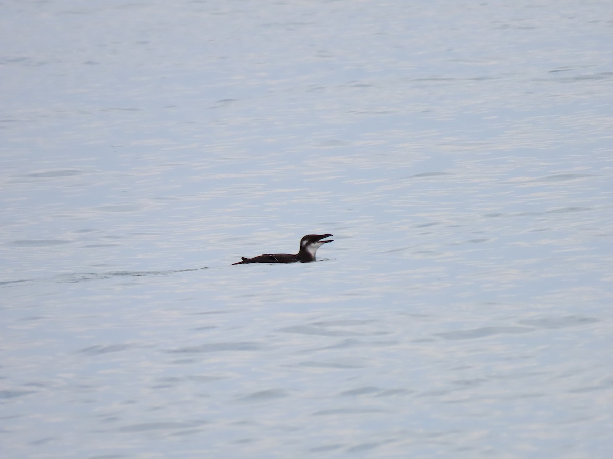 Razorbill - ML396519161