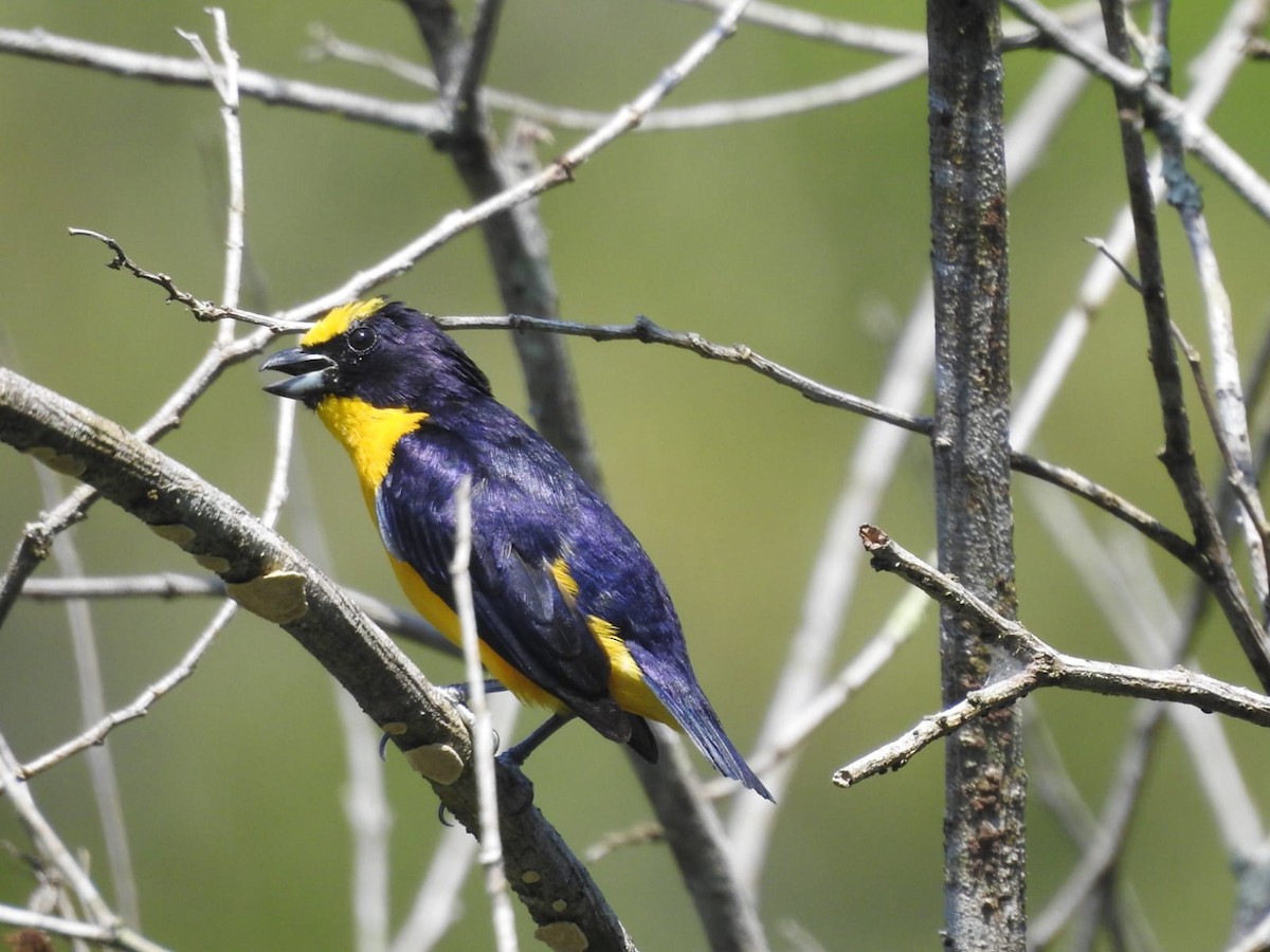 Thick-billed Euphonia - ML396519201