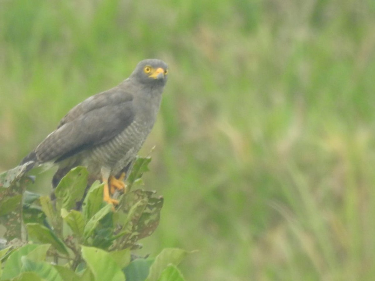 Roadside Hawk - ML396519581