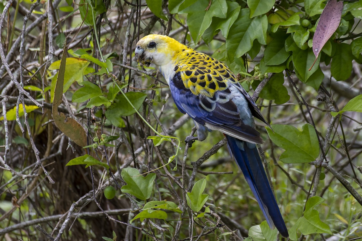 Pale-headed Rosella - ML396520561