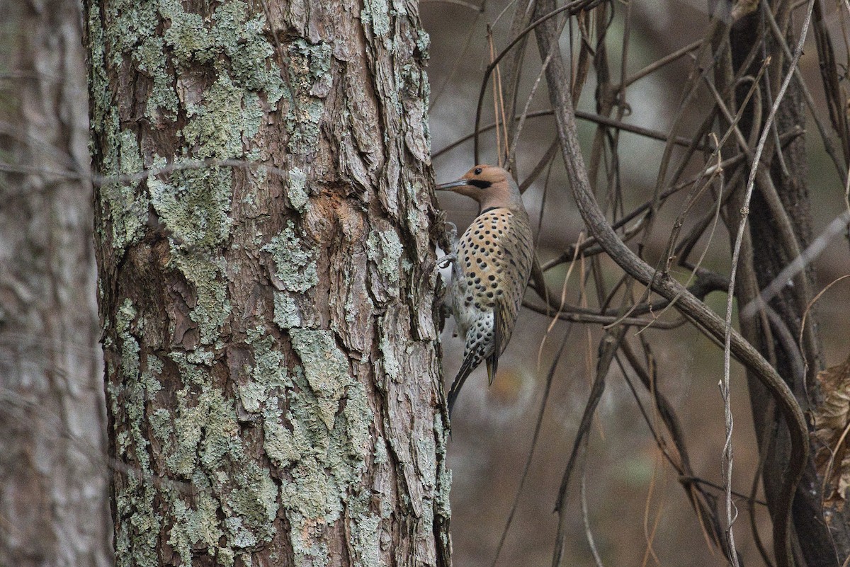 Northern Flicker - Sarah Webb