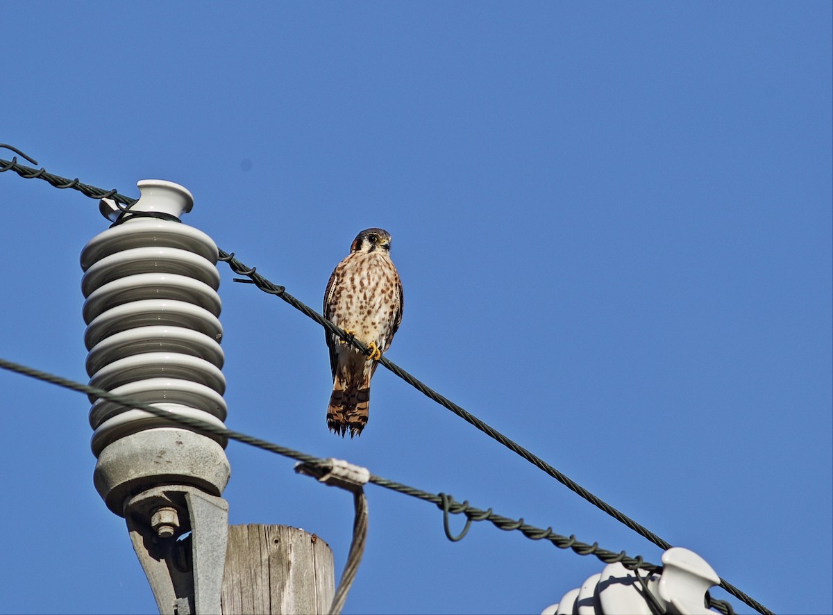 American Kestrel - ML39652441