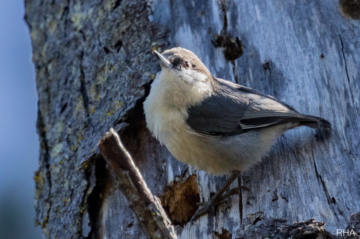 Pygmy Nuthatch - Roger Adamson