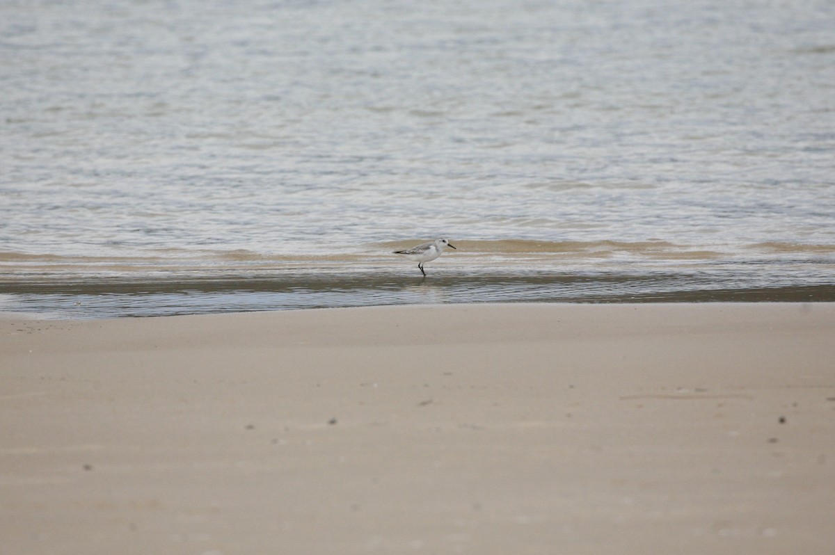 Bécasseau sanderling - ML396526911