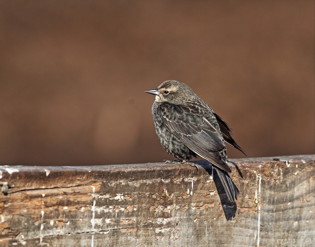 Tricolored Blackbird - Paul Fenwick