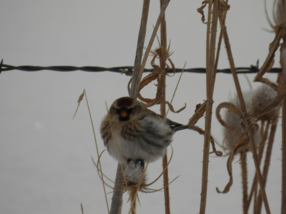 Common Redpoll - ML396527051