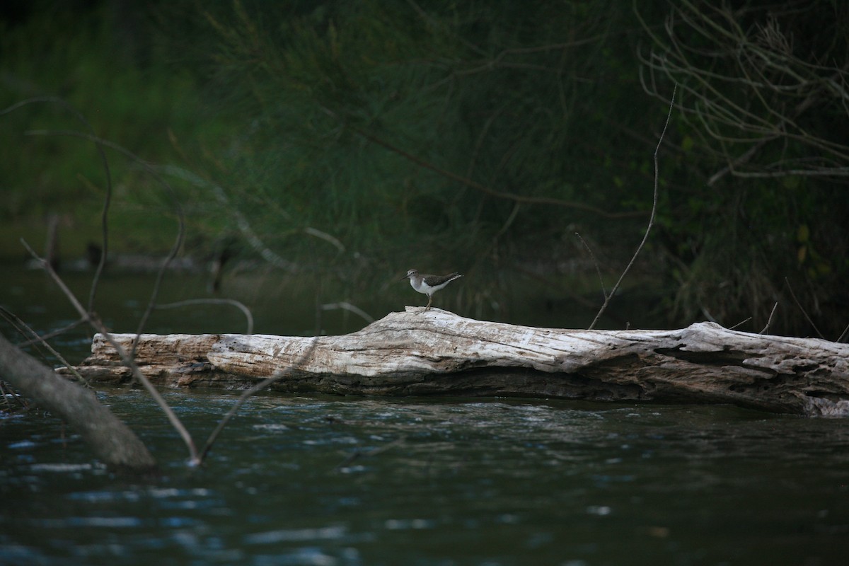 Common Sandpiper - ML396527651