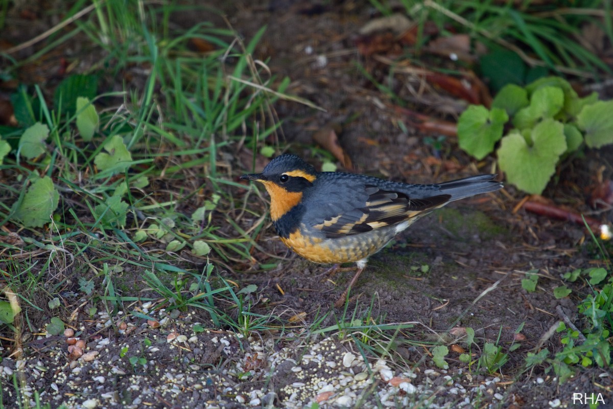 Varied Thrush - ML396528501