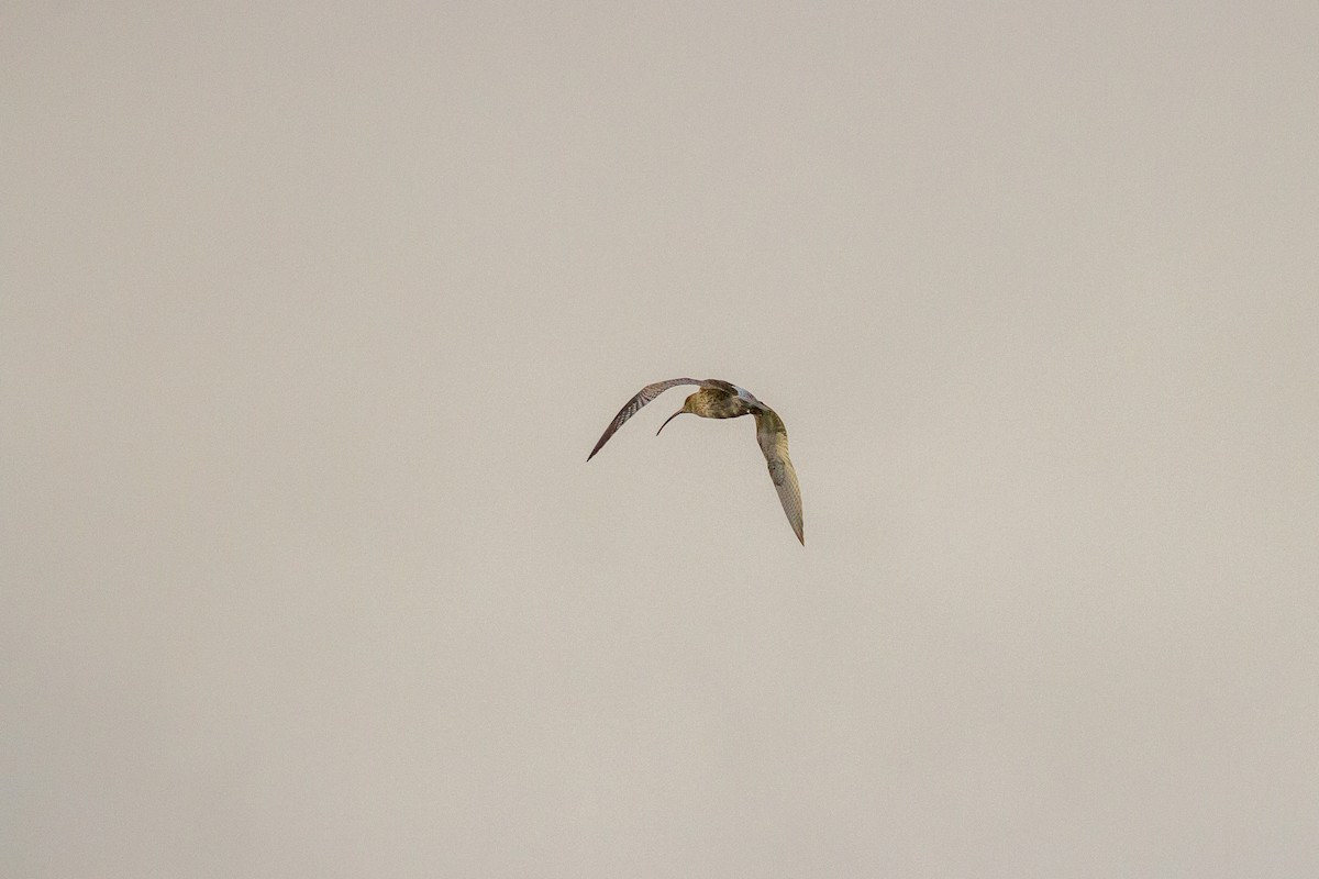 Eurasian Curlew - ML39652921