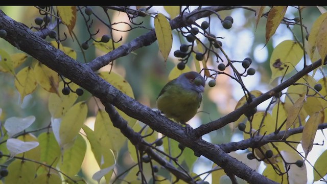 Rufous-browed Peppershrike - ML396530341