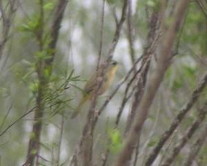 Gray-crowned Yellowthroat - ML396530471